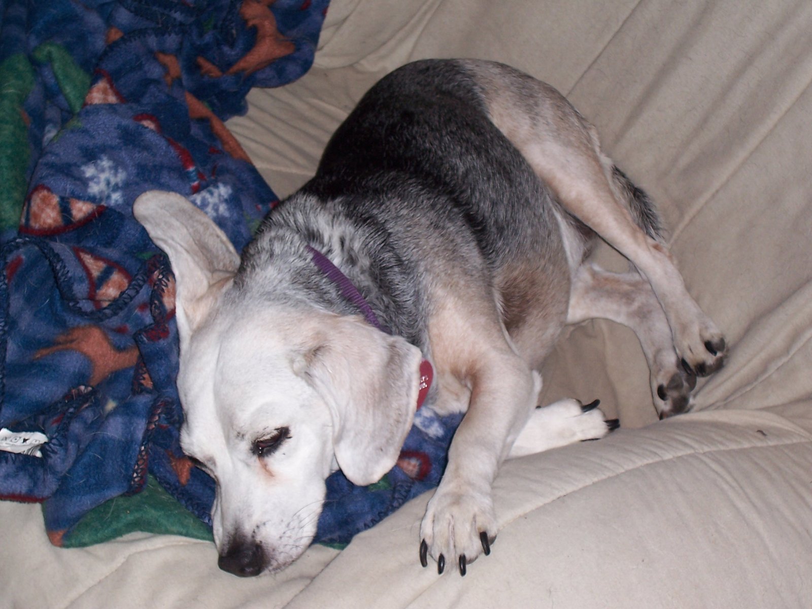 The Lasting Joy of a Quiet Companion (image credits: wikimedia)