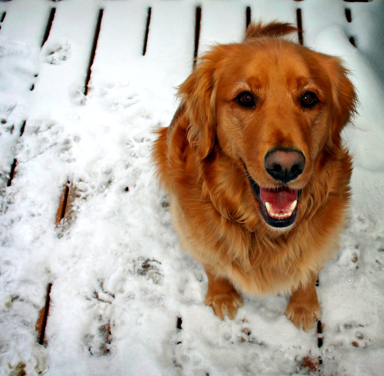 Golden Retriever: Sunshine in Fur (image credits: wikimedia)