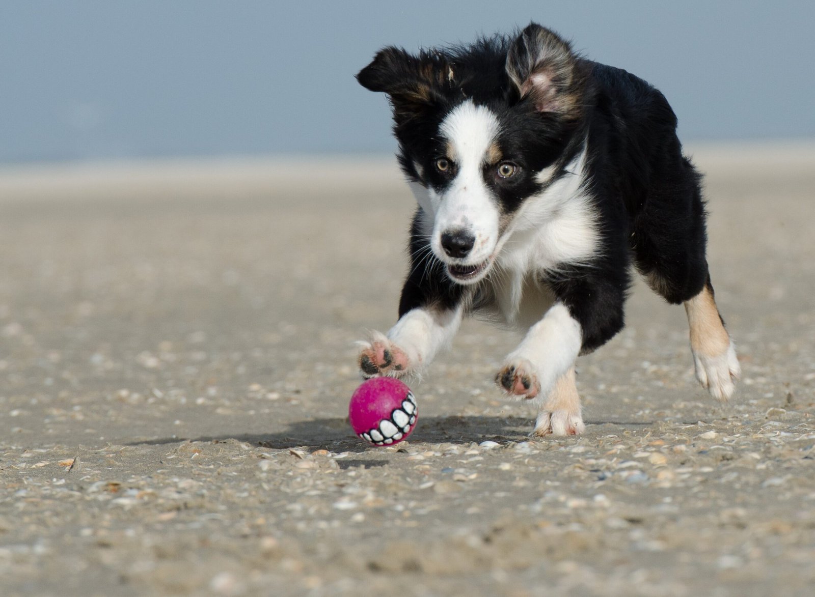 Border Collie: The Energetic Motivator (image credits: wikimedia)