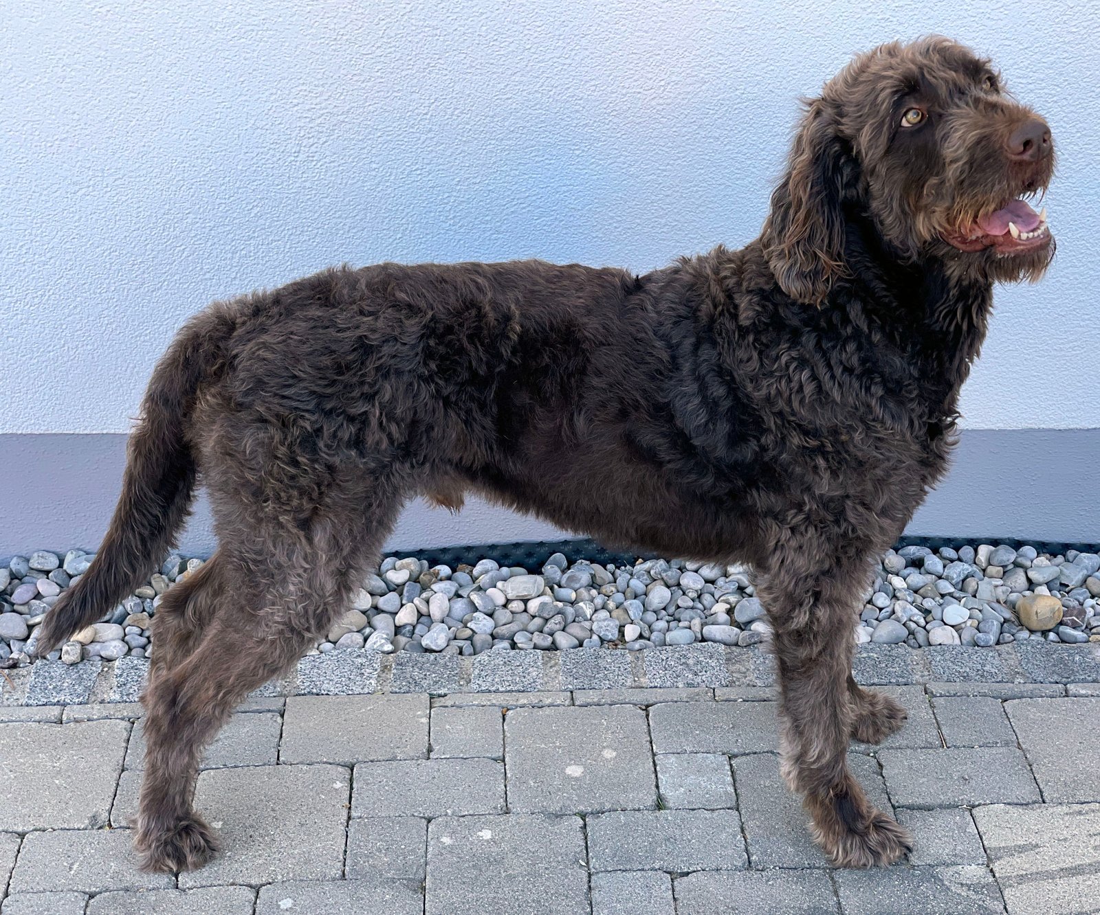 Mixed Breeds and Designer Dogs: Are They Safer? (image credits: wikimedia)