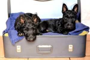 How Allergies Affect Your Dog Choice: Hypoallergenic Options