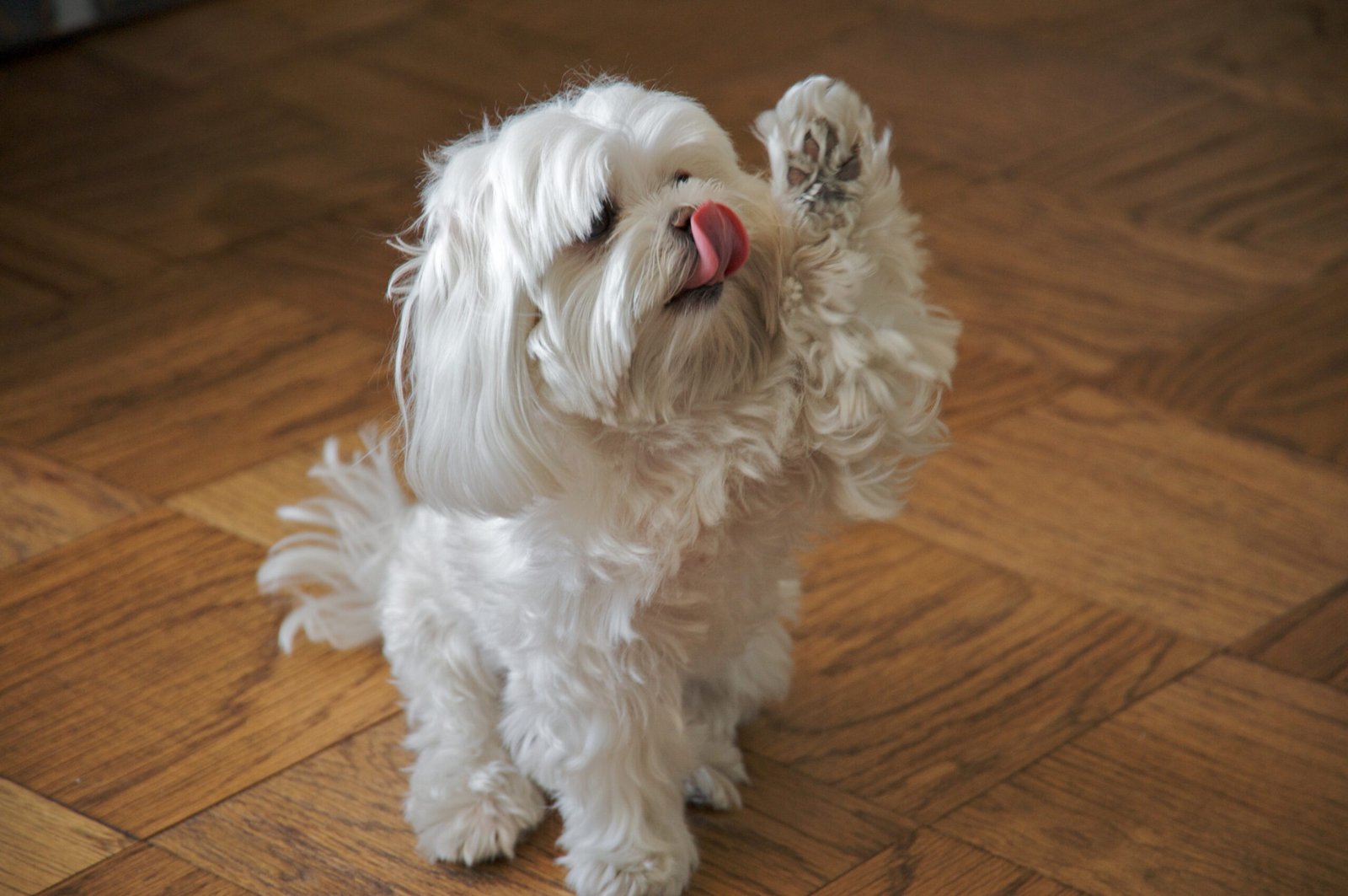 Excessive Licking or Chewing (image credits: wikimedia)