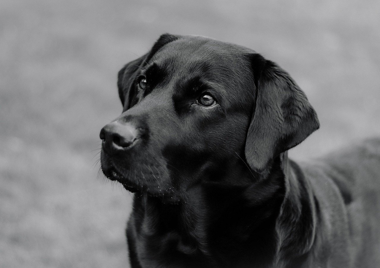 Sudden Startle Responses or Hypervigilance (image credits: pixabay)