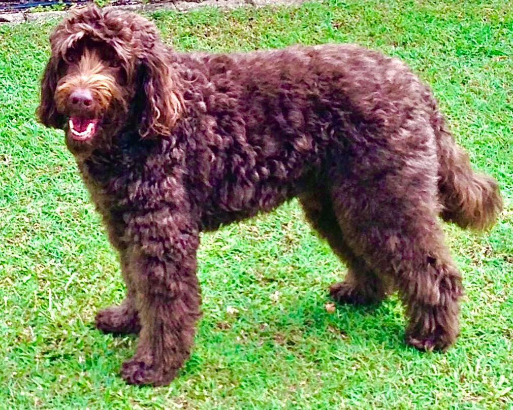 What Are Designer Dogs, Really? (image credits: wikimedia)