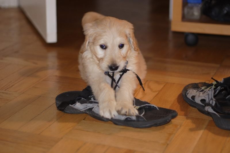 Temperament Traits: Mix and Match or Mystery Box? (image credits: wikimedia)