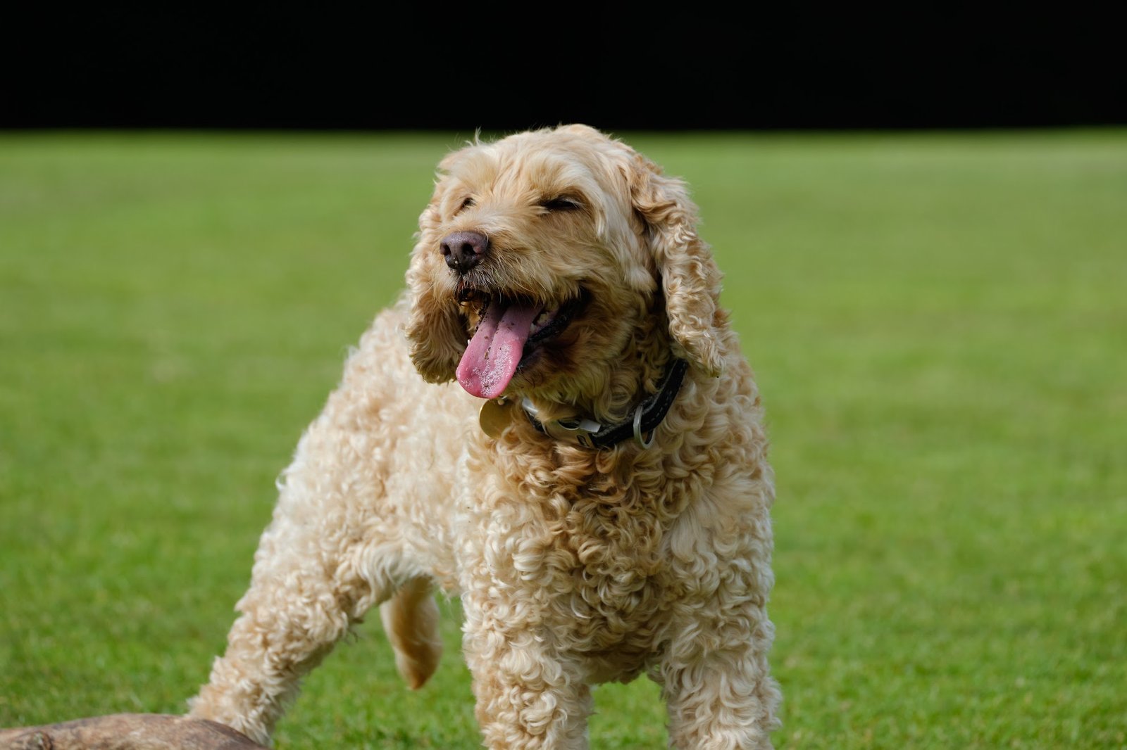 Are Designer Dogs Recognized by Kennel Clubs? (image credits: wikimedia)