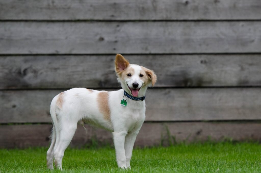 Rescue, Adoption, and the Forgotten Dogs