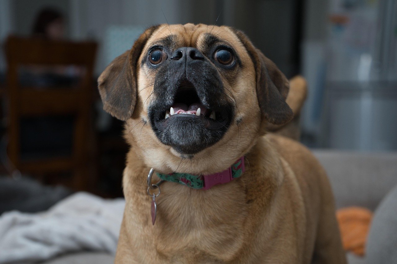 Is the Designer Dog Trend Here to Stay? (image credits: pixabay)