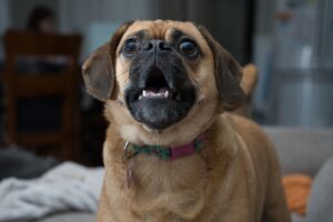 Are Designer Dogs a Scam? Experts Weigh In on the Controversy