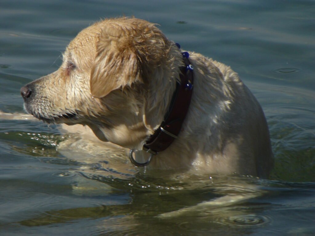 Water Lovers: Splashing and Swimming