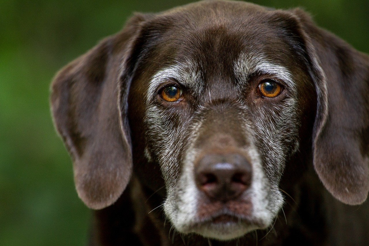 Expressive Eyes: The Labrador Gaze (image credits: pixabay)