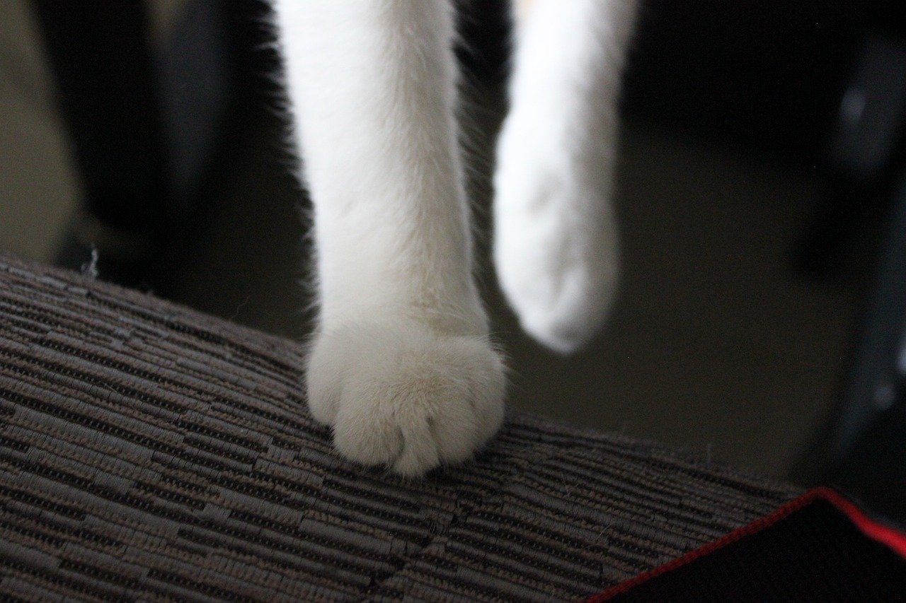 Kneading: Happy Memories in Motion (image credits: pixabay)