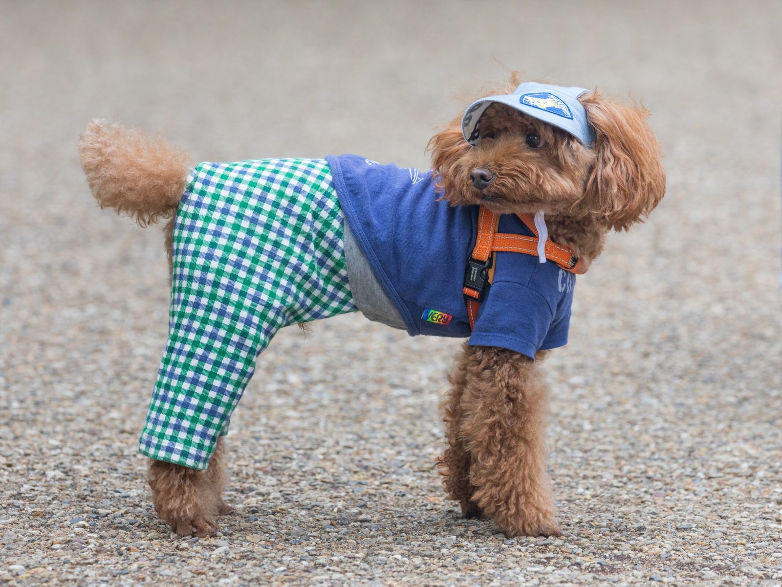 Poodle: Intelligence Meets Versatility (image credits: wikimedia)