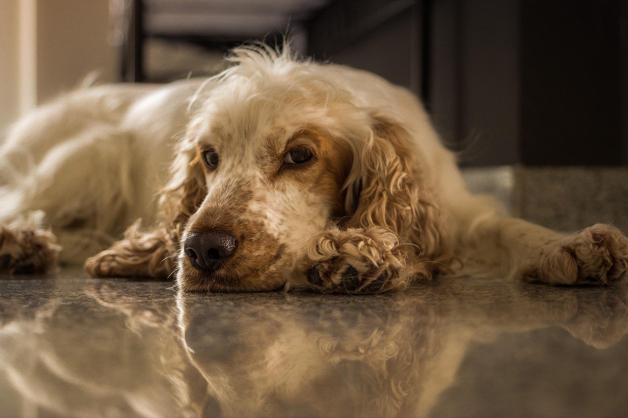 Cocker Spaniel: The Happy Socialite (image credits: pixabay)