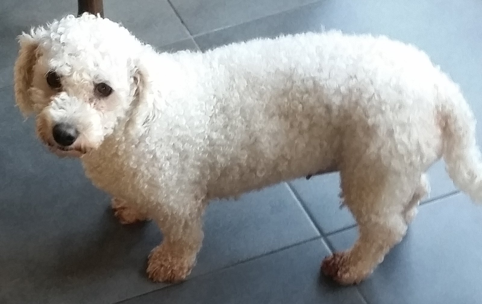 Bichon Frise: The Joyful Cloud (image credits: wikimedia)