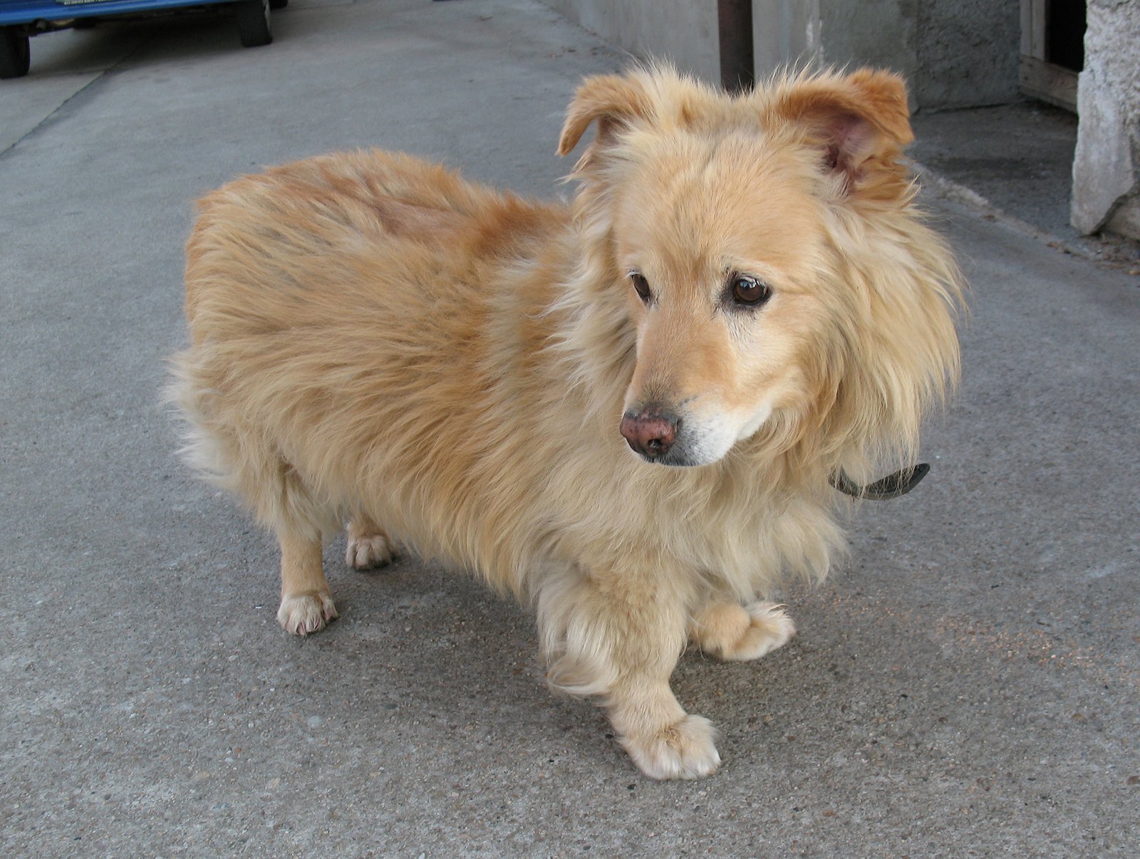 Mixed Breed Dogs: The Ultimate Chameleons (image credits: wikimedia)
