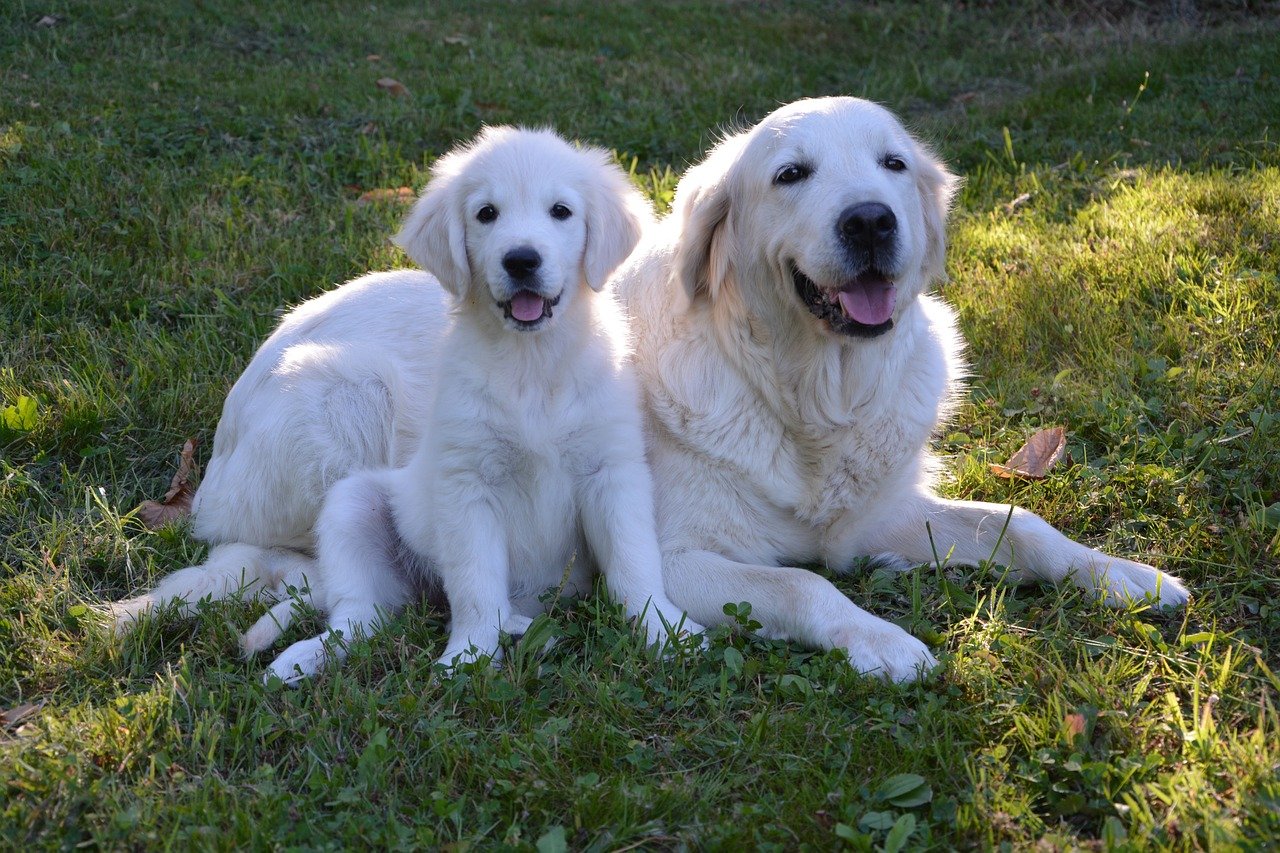 Unstoppable Tail Wagging (image credits: pixabay)