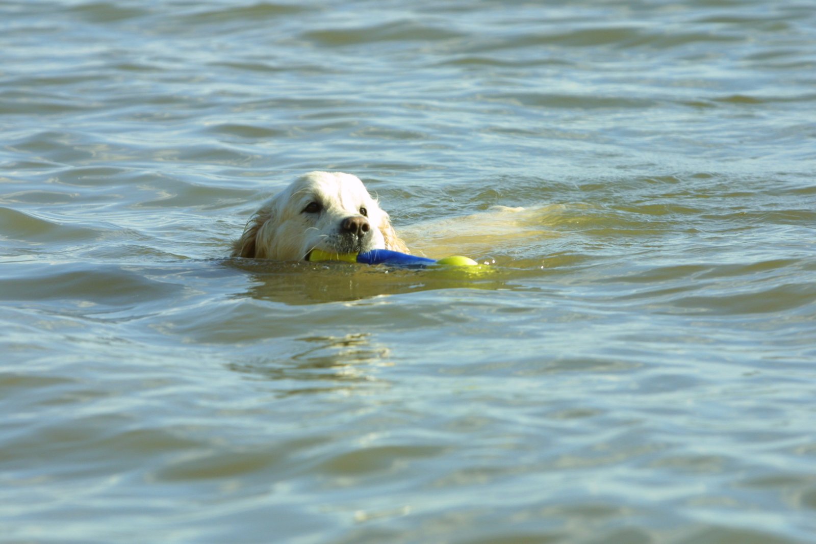 Water-Loving Adventurers (image credits: wikimedia)