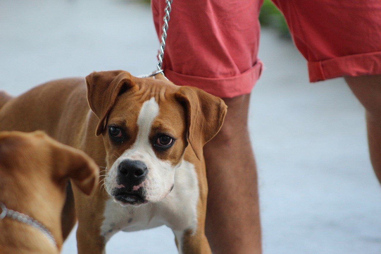 Training and Socialization: The Key to Harmony (image credits: pixabay)
