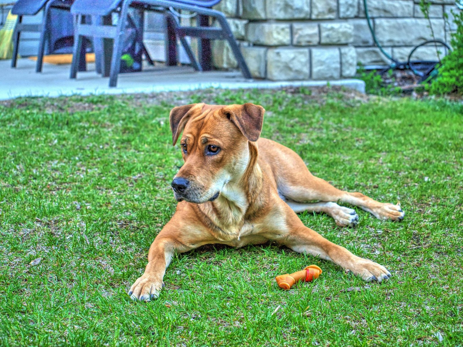 Living Space: Do Boxers Need a Big Backyard? (image credits: wikimedia)