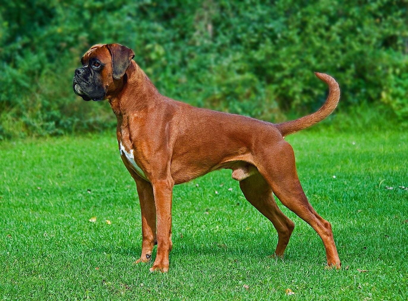 Boxers and Other Pets: Can They Get Along? (image credits: wikimedia)