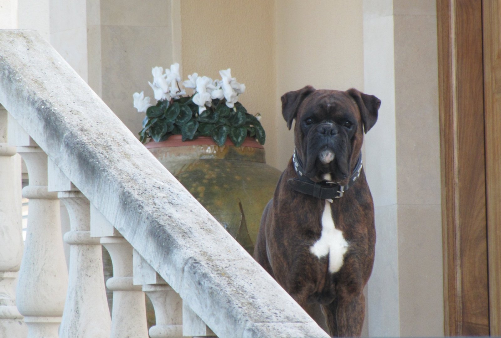 Are Boxers Kid-Friendly? What Families Should Know