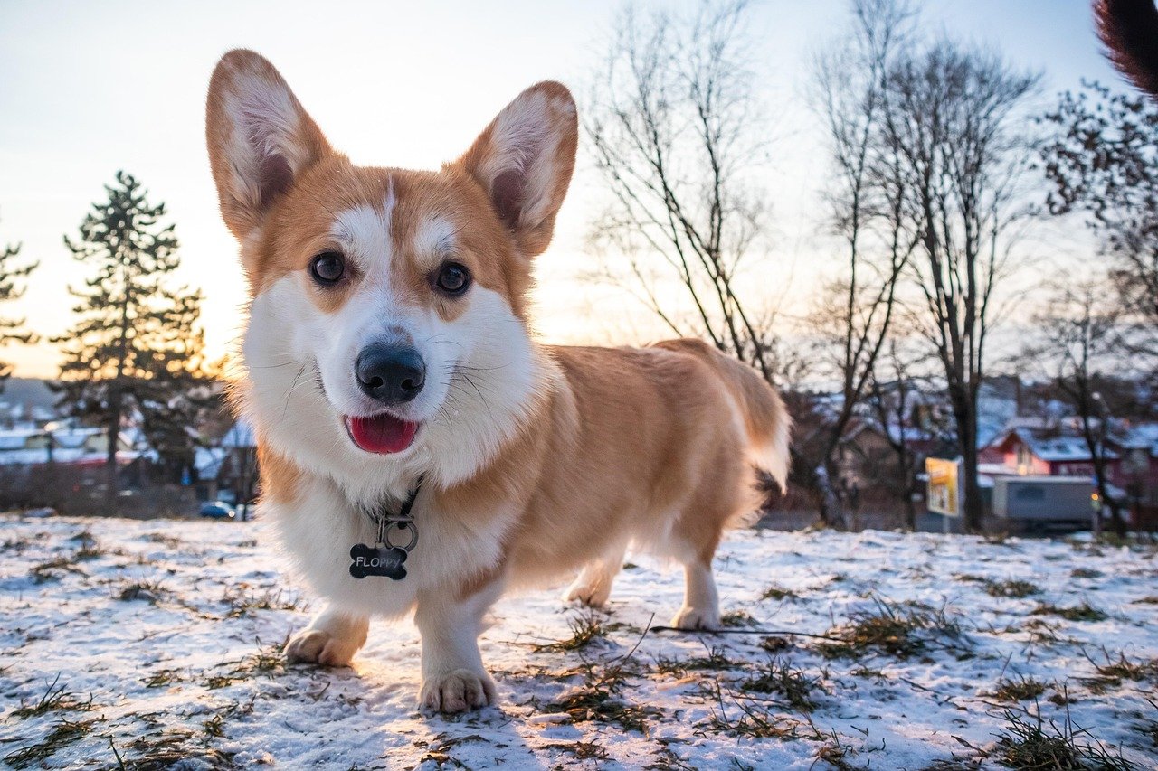 The Unstoppable Energy of the Welsh Pembroke Corgi (image credits: pixabay)