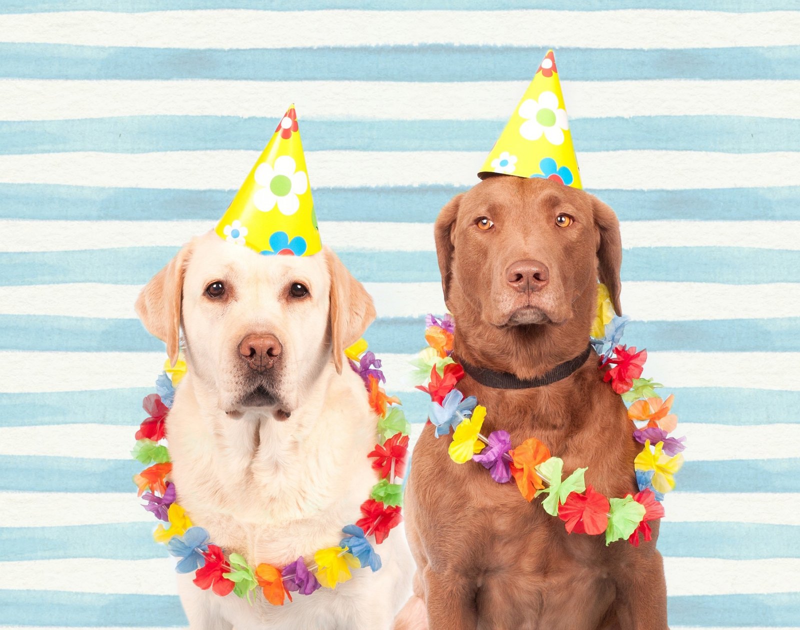Born to Mingle: The Genetics of Social Dogs (image credits: wikimedia)