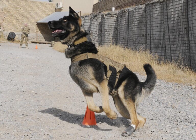 Why Active Breeds Inspire Fitness Goals