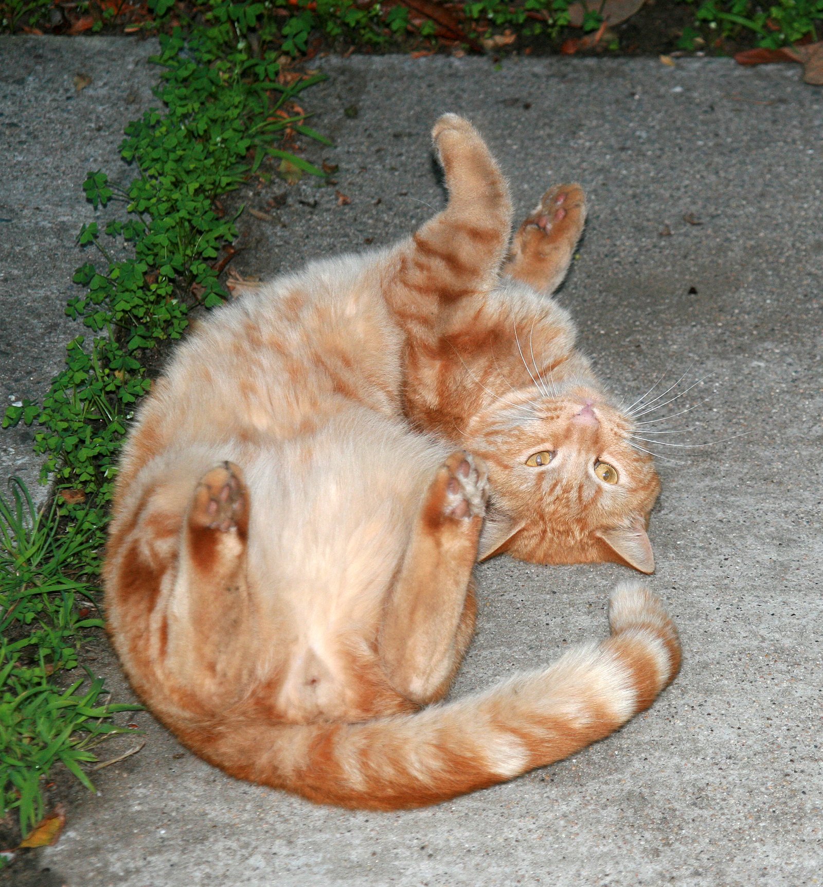 Exposing the Belly: Trust or Playful Trap? (image credits: wikimedia)