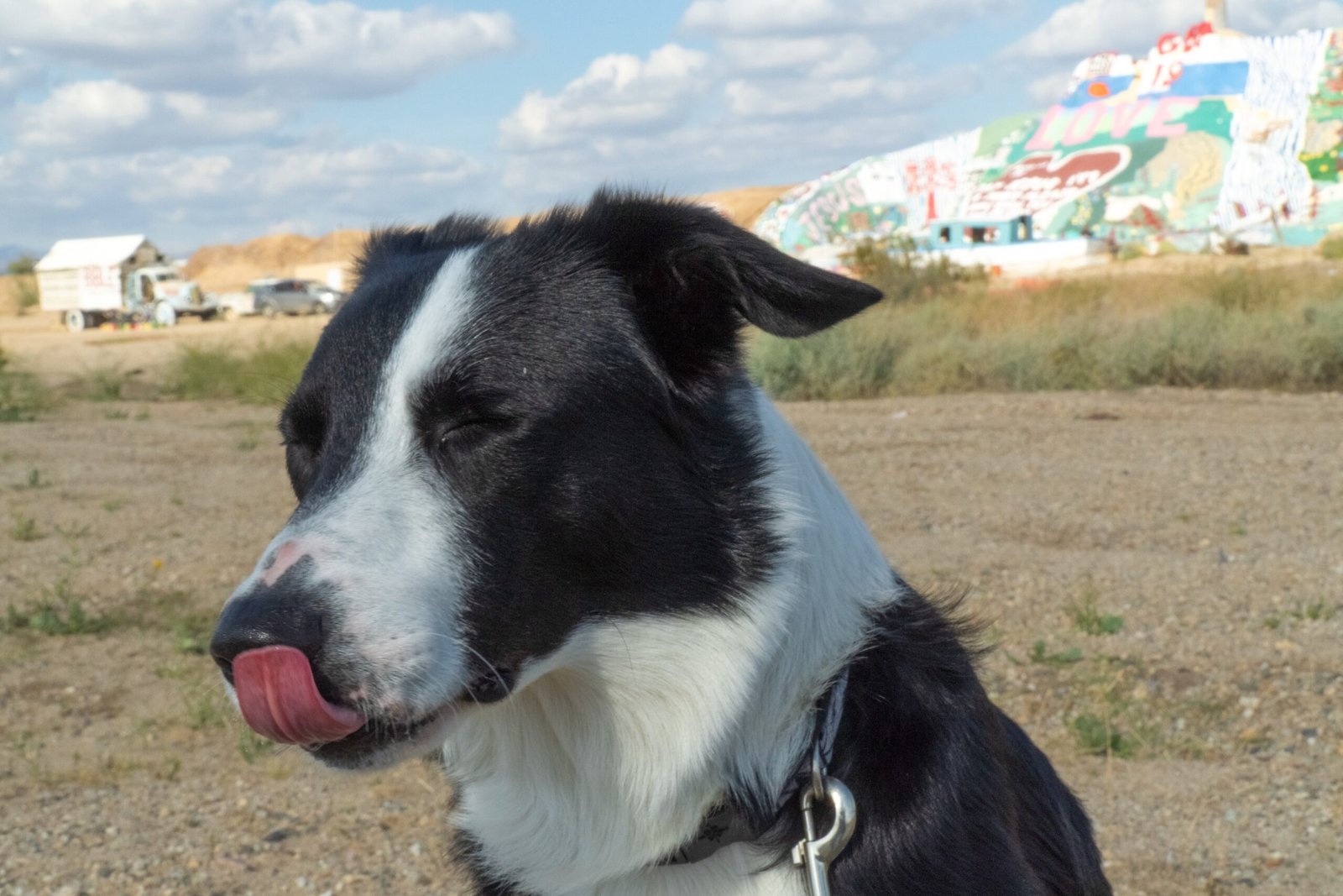Frequent Licking or Chewing Themselves (image credits: wikimedia)