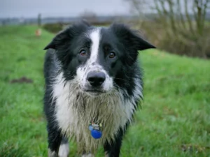 8 Signs of an Unhappy Border Collie