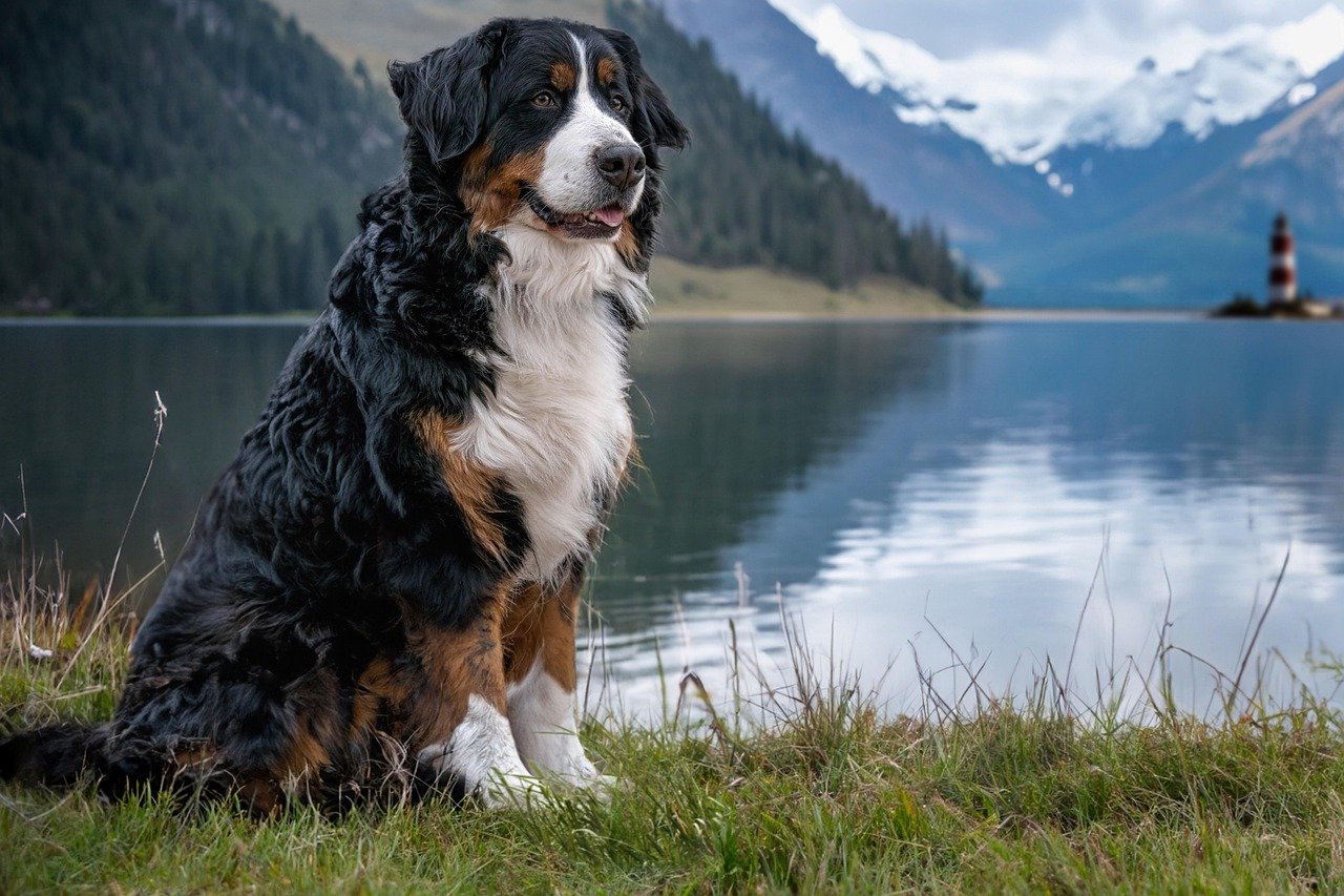 Bernese Mountain Dog: Gentle Giants for Cold Nights (image credits: pixabay)