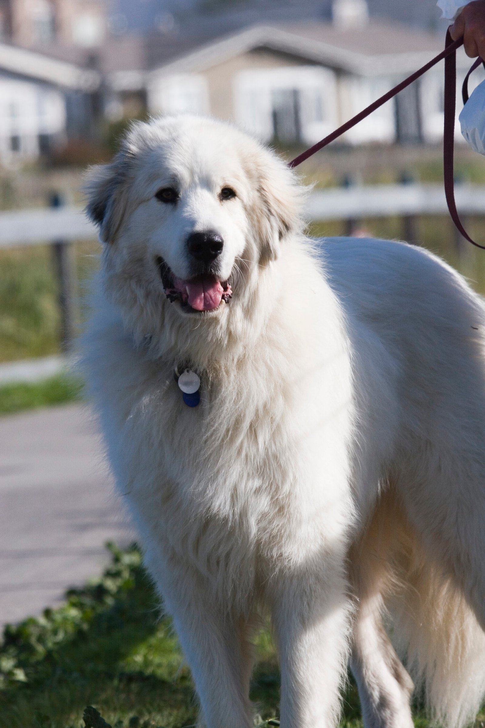 Great Pyrenees: The Watchful Guardian (image credits: wikimedia)