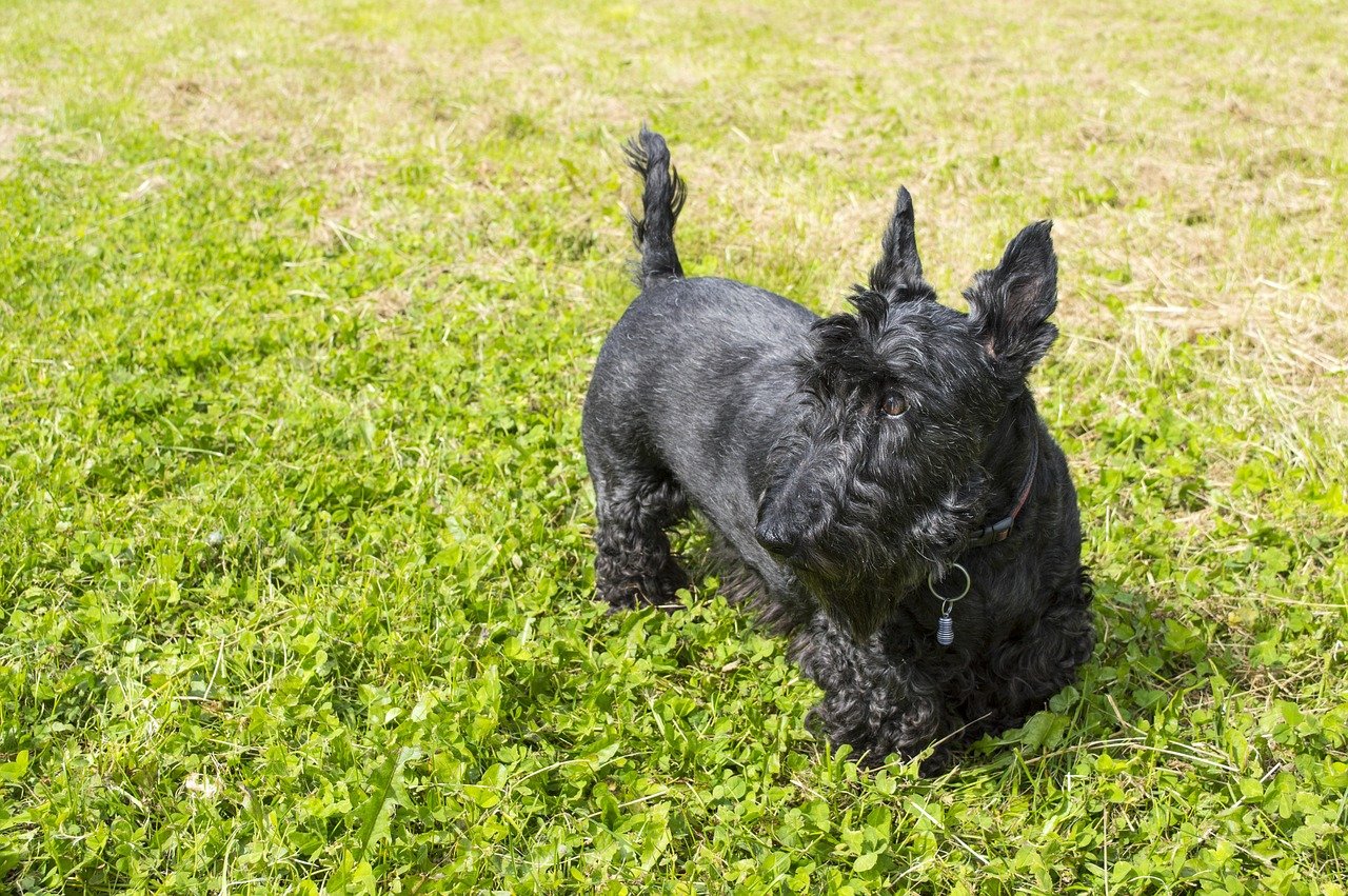 Scottish Terrier: Loyal and Low-Key (image credits: pixabay)