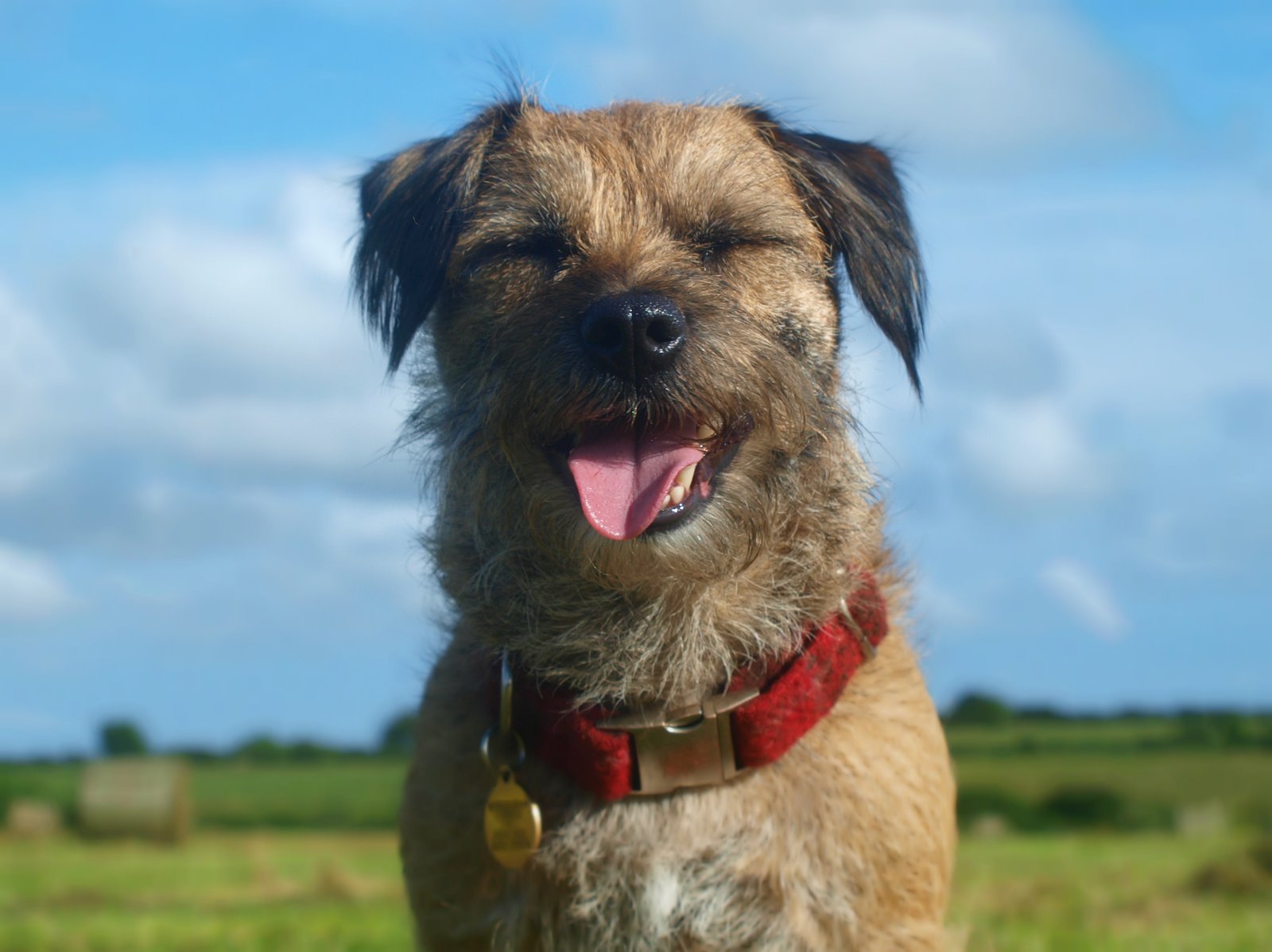 Border Terrier (image credits: wikimedia)