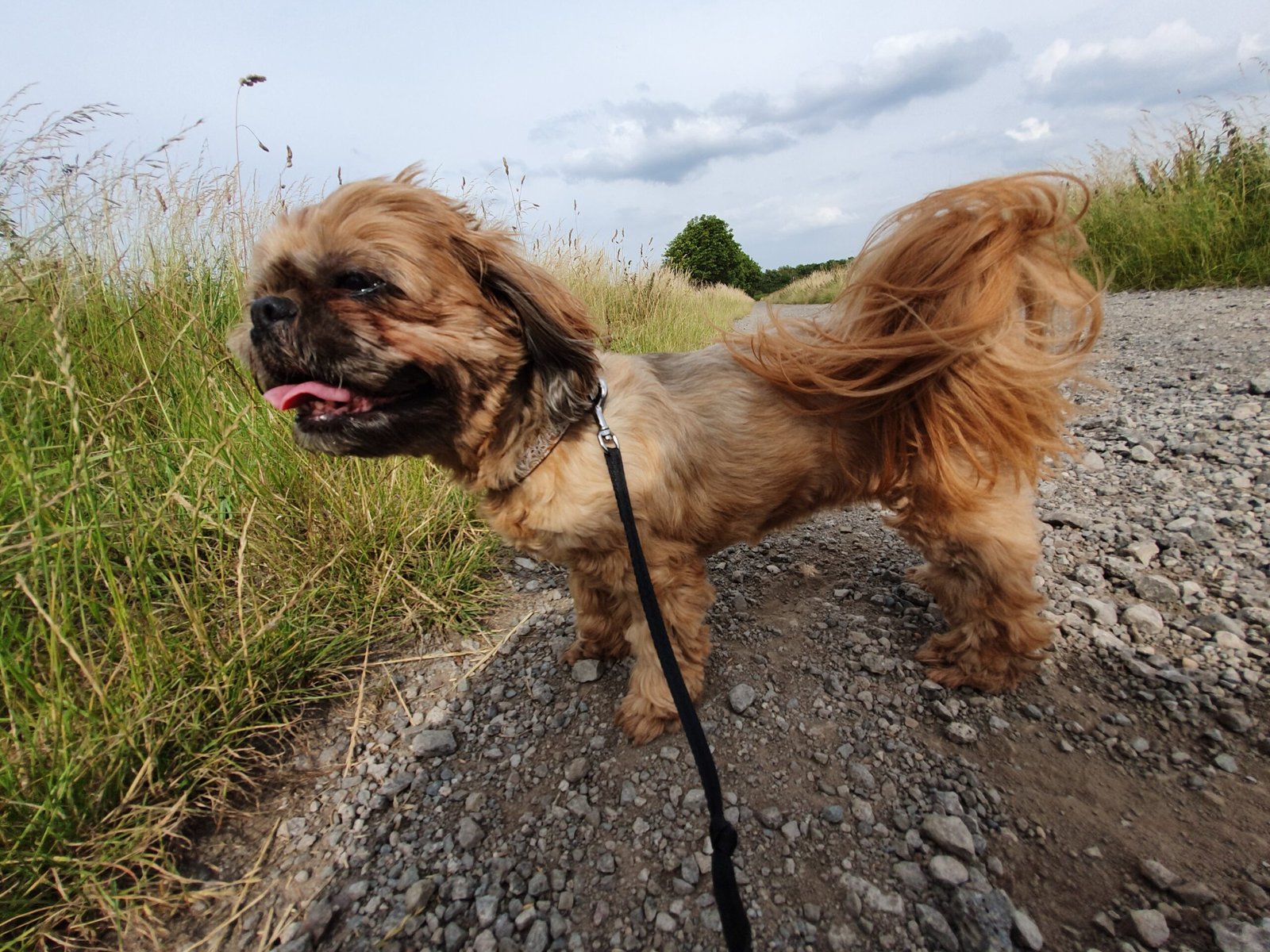 Shih Tzu (image credits: wikimedia)