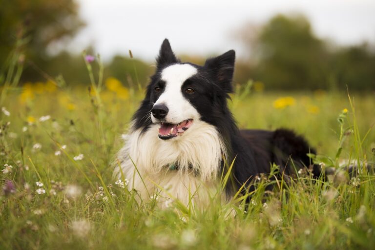15 Breeds That Secretly Crave Your Constant Attention