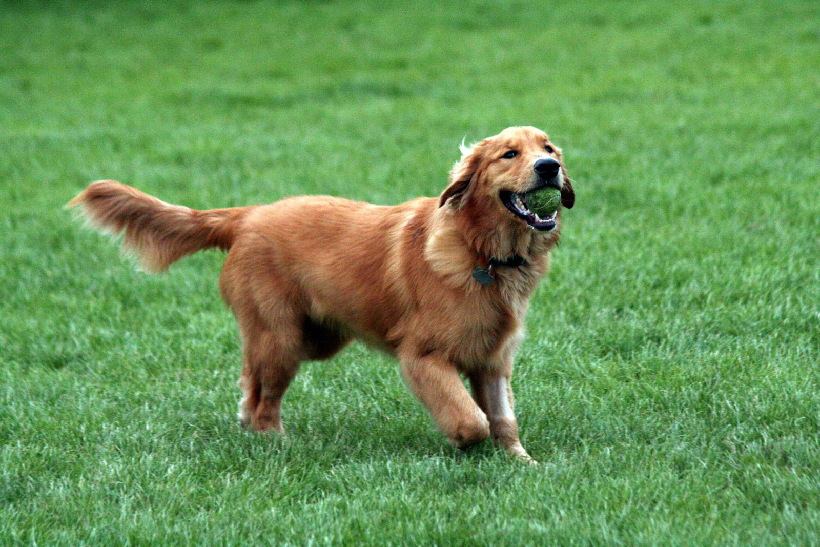 The Irresistible Love for Fetch (image credits: wikimedia)