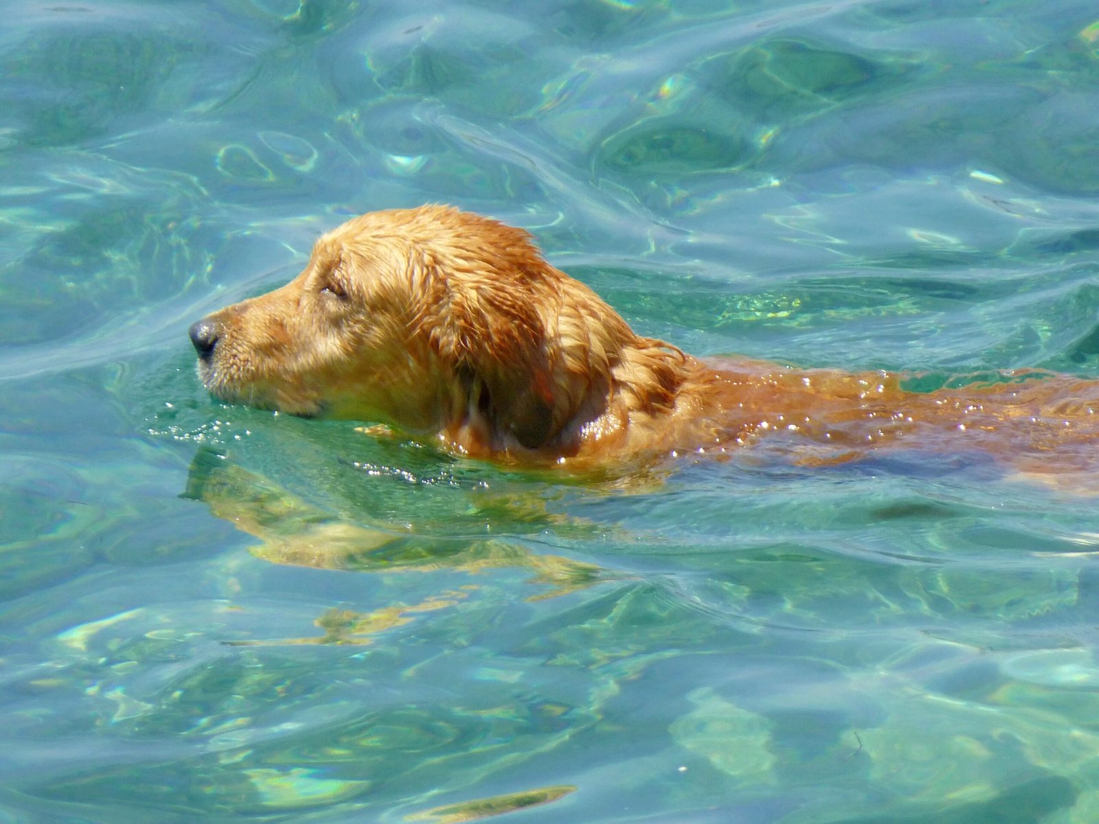 The Joy of Water and Swimming (image credits: wikimedia)