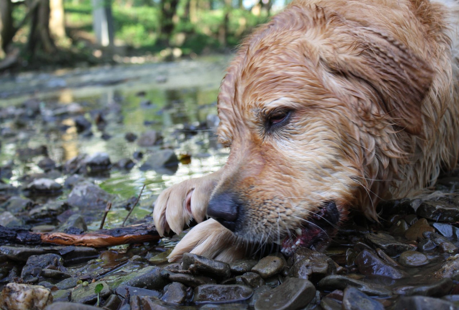 Chewing as a Soothing Mechanism (image credits: wikimedia)