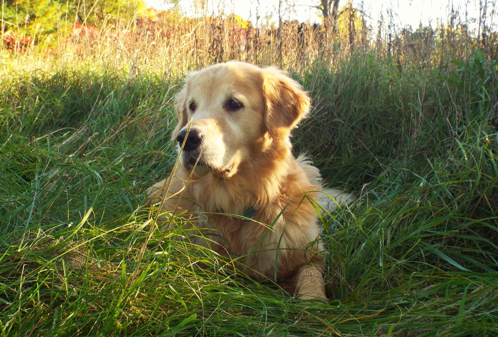 Common Golden Retriever Habits You Should Understand