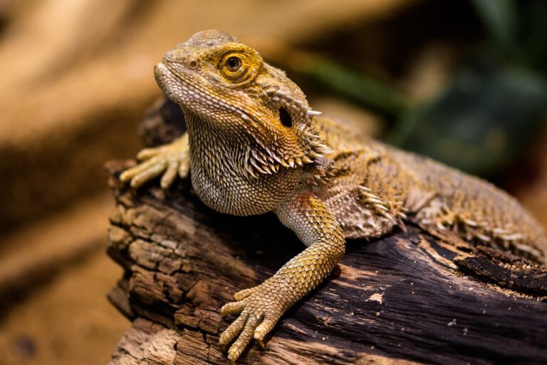8 Signs Your Bearded Dragon's Enclosure is Stressing Them Out