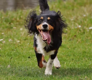 15 Tips for Maintaining Your Dog's Oral Health