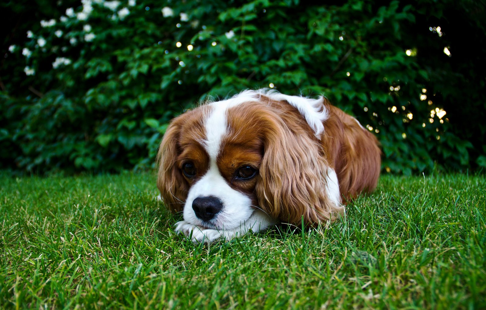 Cavalier King Charles Spaniel (image credits: wikimedia)