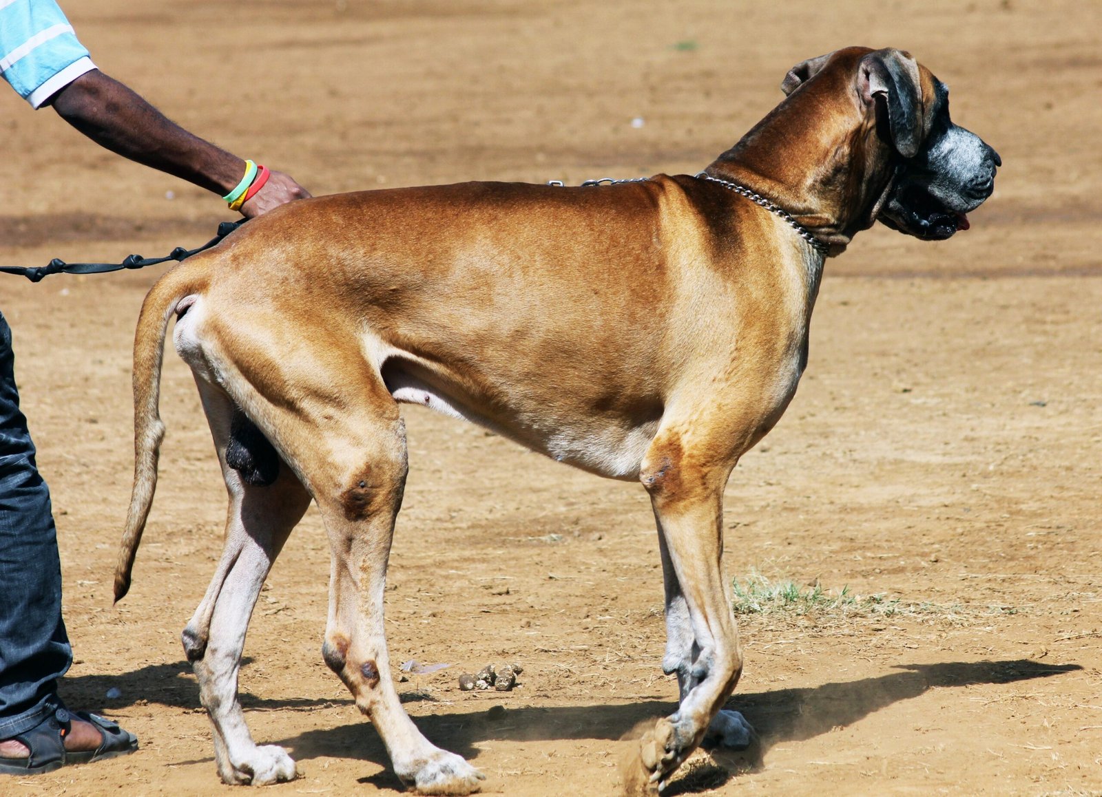 Great Dane: The Gentle Giant (image credits: wikimedia)