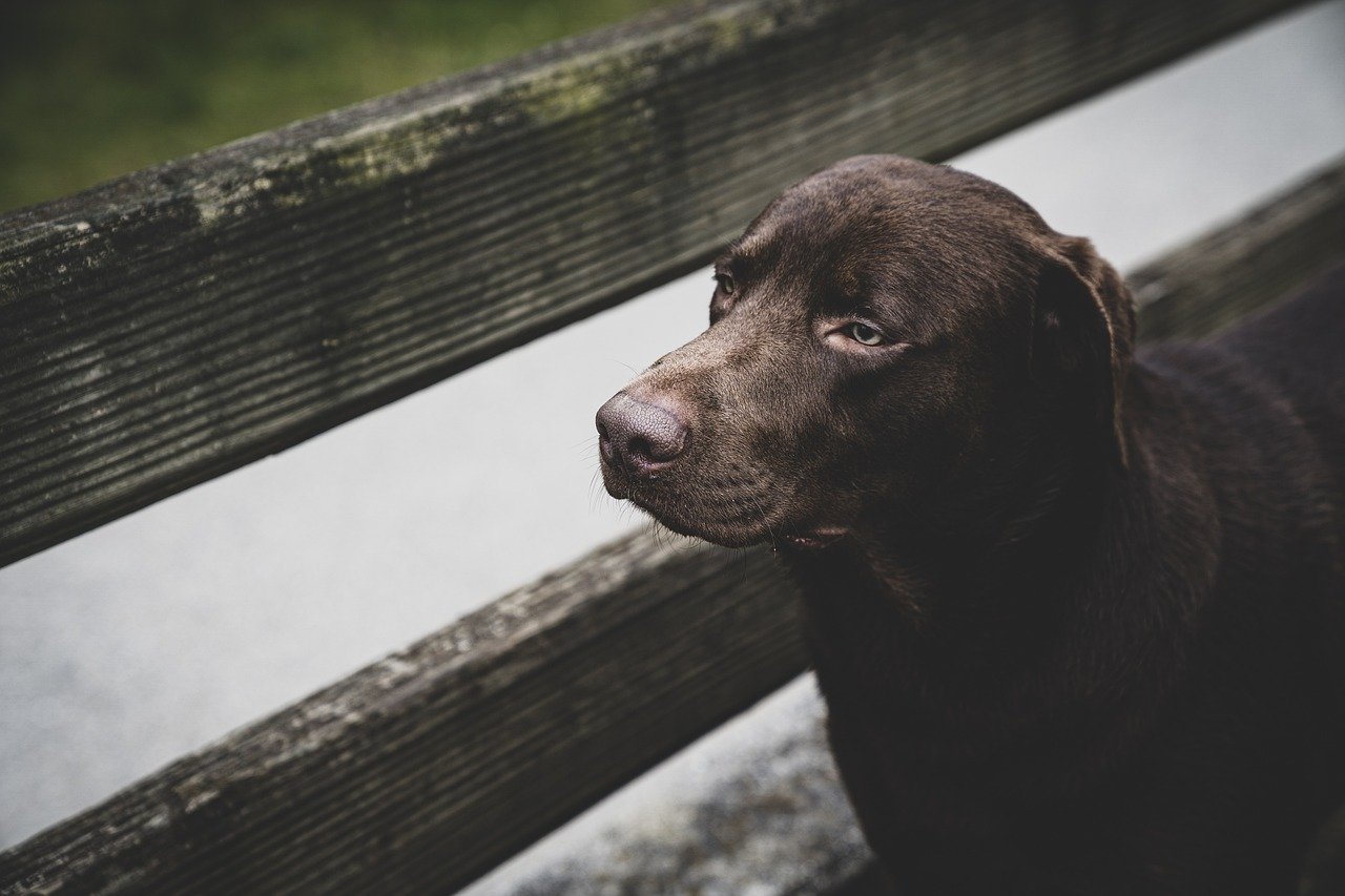 Flattened Ears: Subtle Signs of Distress (image credits: pixabay)