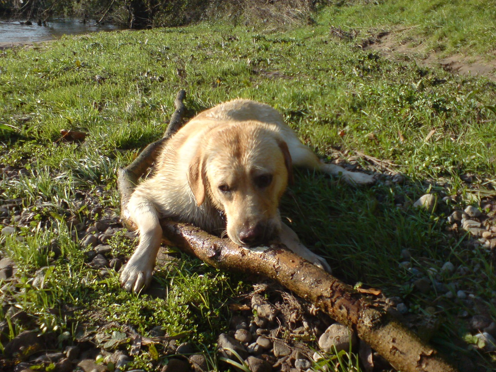 Labrador Retriever: The Laid-Back Companion (image credits: wikimedia)