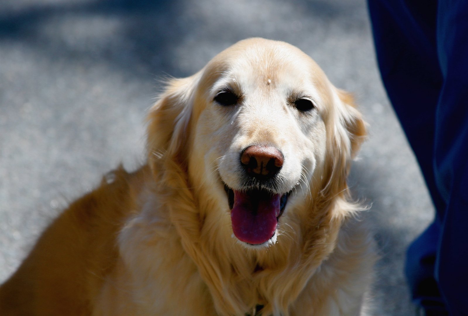 Golden Retriever: The Perpetual Optimist (image credits: wikimedia)