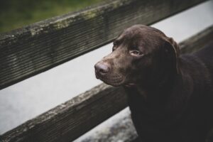 10 Ways Dogs Clearly Communicate Displeasure—and 10 Breeds That Rarely Complain